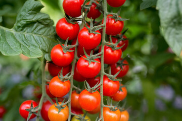 Beautiful red ripe cherry tomatoes grown in a greenhouse - Powered by Adobe