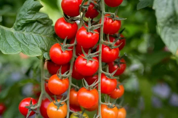 Fotobehang Beautiful red ripe cherry tomatoes grown in a greenhouse © Taras Garkusha