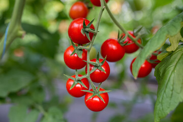 Beautiful red ripe cherry tomatoes grown in a greenhouse