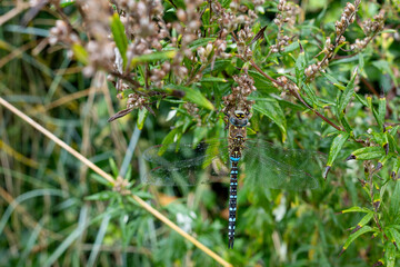 A male migrant hawker dragonfly on a plant