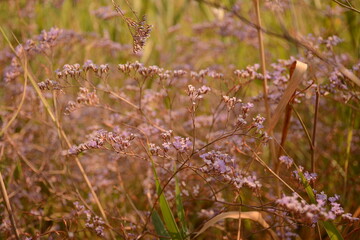 Purple little southern flowers close-up