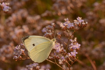 White butterfly close-up on purple flowers