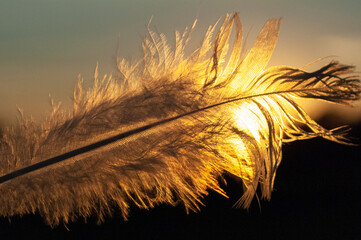 feather on the background of the sun © Завгородня Олена