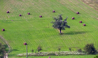 Samotne drzewo na polu baloty na ściernisku w otoczeniu drzew - obrazy, fototapety, plakaty