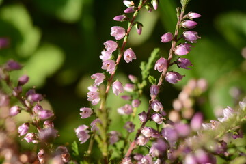 Pink fragrant heather close up