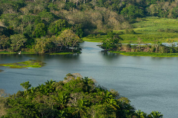 Obraz premium The tropical rainforest in Gamboa along the Panama Canal, Gatun lake, Panama, Central America