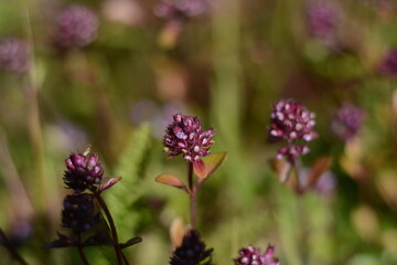 Burgundy wild flowers in autumn