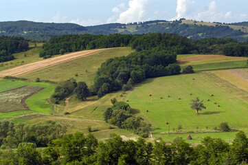 Pola ziemia uprawna latem w otoczeniu lasów  © Monika