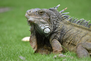 Primer plano de una Iguana en el Parque Seminario, Guayaquil, Ecuador