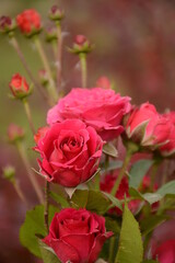 Pink red roses close up in the open air