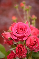 Beautiful pink red roses close up