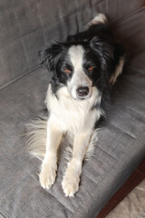 Funny cute puppy dog border collie lying down on couch at home indoors. Pet dog resting ready to sleep on cozy sofa. Pet care and animals concept.