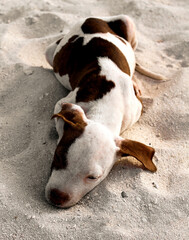 Cute little puppy resting in the sand on the beach