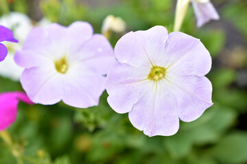 Obraz premium Multicolored petunia flowers close-up in summer