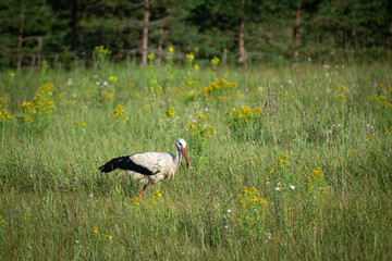 stork in the field