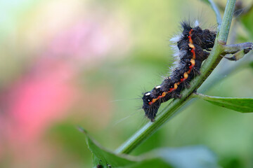 Side view of a white-orange, black spotted caterpillar, macro shot of a caterpillar feeding on the leafs (Euproctis rumicis), selected focus, narrow depth of field.