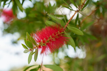 Strange red exotic tropical flower with green leaves. Close up shot.