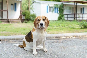 beagle dog sitting one the road one camping area with camping houses on the back