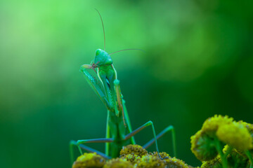 Mantis - Mantis religiosa green animal sitting on a blade of grass in a meadow.
