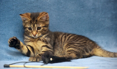 little cute striped brown playful kitten