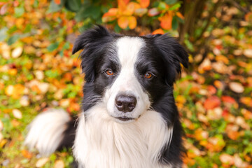 Funny smiling puppy dog border collie sitting on fall colorful foliage background in park outdoor. Dog on walking in autumn day. Hello Autumn cold weather concept.