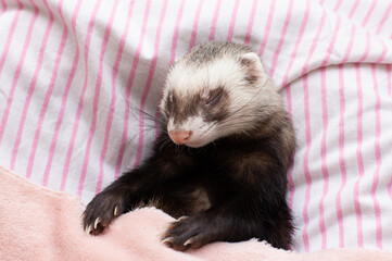The ferret sleeps on the bed