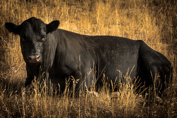 black cow in the field, South Dakota