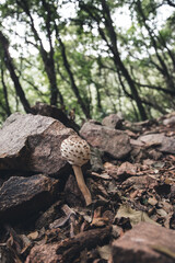 Coprinus picaceus, zetas en un bosque durante el otoño. Naturaleza y paisaje 