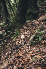 Coprinus picaceus, zetas en un bosque durante el otoño. Naturaleza y paisaje 