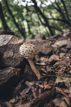 Coprinus picaceus, zetas en un bosque durante el oto&ntilde;o. Naturaleza y paisaje 