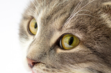A macro shot of a young tabby cat's face. Focus on his gorgeous green eyes