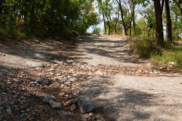 dirt road rises through the forest