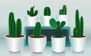 Various types of green cactus plants in white pots on a blue shelf