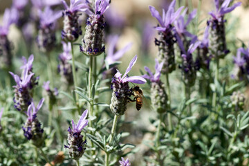 Western Honey Bee (Apis mellifera) pollinating flowers