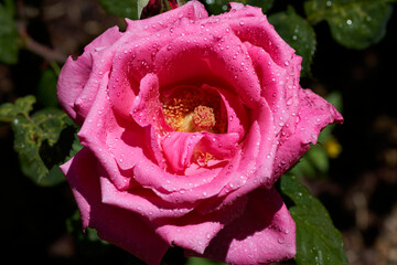 Pink Rose macro photo