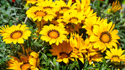 Fototapeta na wymiar Yellow gerbera flowers in the garden on the flower bed.