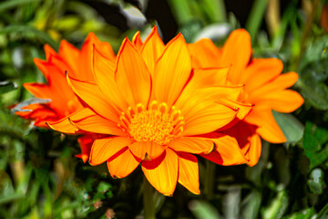 Orange gerbera flowers in the garden on the flower bed.