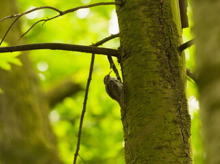 Eurasian treecreeper (Certhia familiaris). Common treecreeper. Small bird on a tree