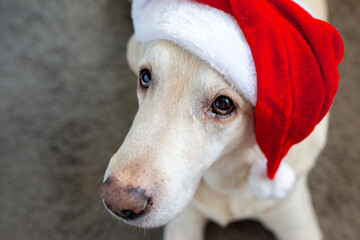 Christmas. The dog in the hat of Santa Claus. Santa Claus 2022. Labrador at Christmas. Dog for the new year. New year concept. Offended dog.