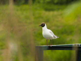 The black-headed gull (Chroicocephalus ridibundus). Seagull on a railing