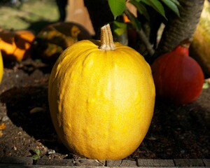 a big yellow pumpkin lies on the ground among other pumpkins