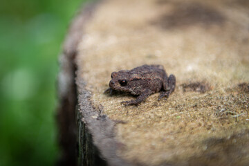 frog
