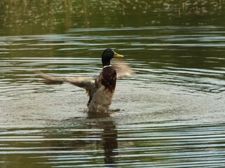 The mallard. (Anas platyrhynchos). Duck in the pond. 