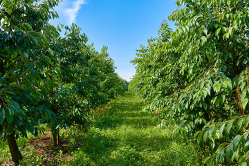 Obstplantage mit Kirschen