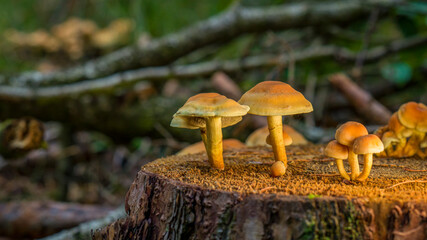 Waldpilze