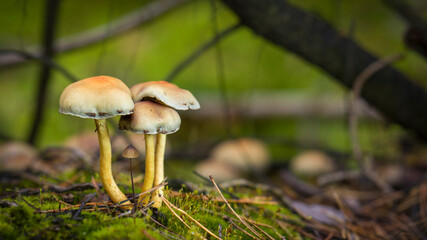 Waldpilze