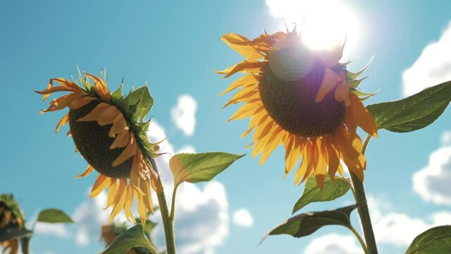 向日葵」の写真素材 | 2,196,370件の無料イラスト画像 | Adobe Stock