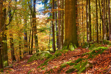 Bäume an der Ilse im Harz
