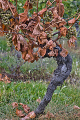 vertrockneter weinstock