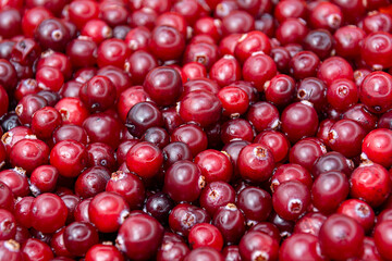Red cranberries with drops close-up macro background